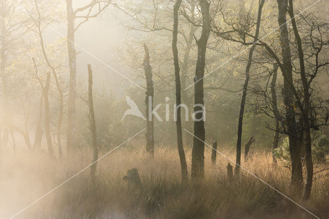 Birch (Betula)
