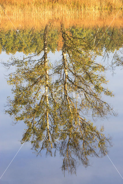 Birch (Betula)