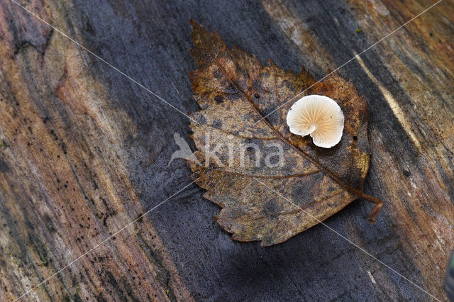 Birch (Betula)