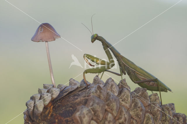 Praying mantis (Mantis sp.)