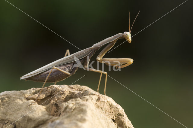 Praying mantis (Mantis sp.)