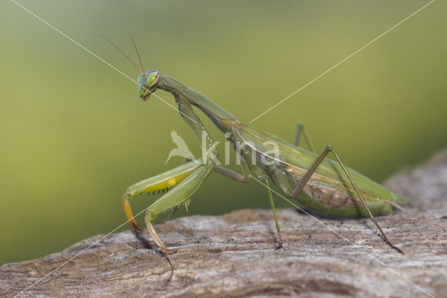 Praying mantis (Mantis sp.)