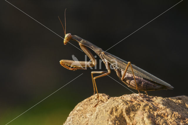 Bidsprinkhaan sp. (Mantis sp.)