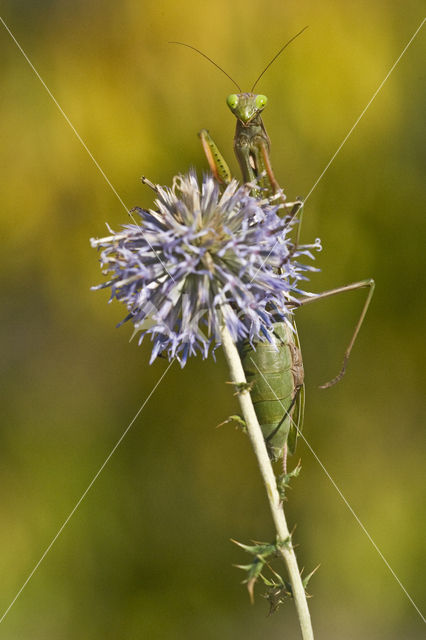 Praying mantis (Mantis sp.)