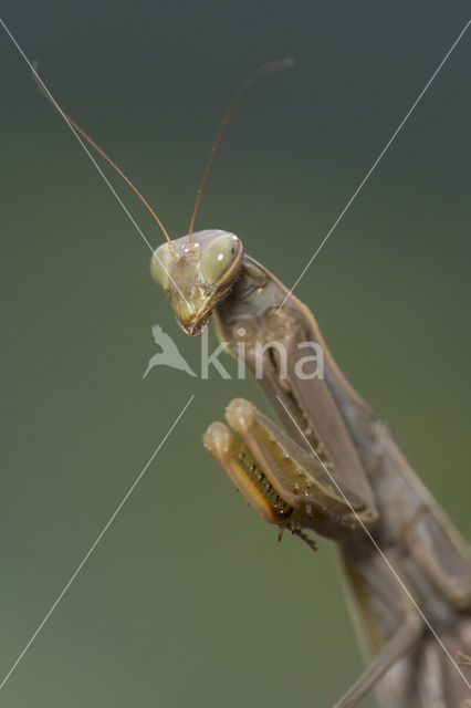 Praying mantis (Mantis sp.)