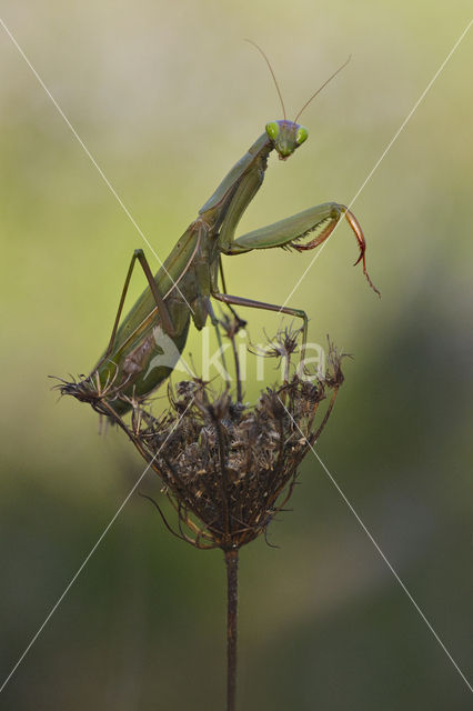 Praying mantis (Mantis sp.)