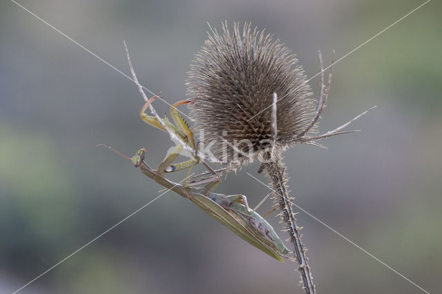 Praying mantis (Mantis sp.)