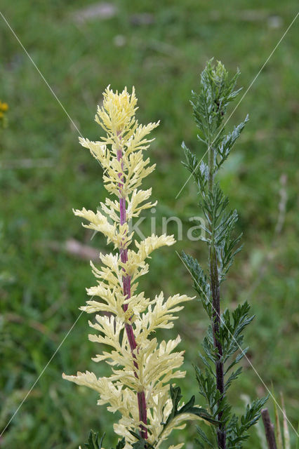 Common Mugwort (Artemisia vulgaris)