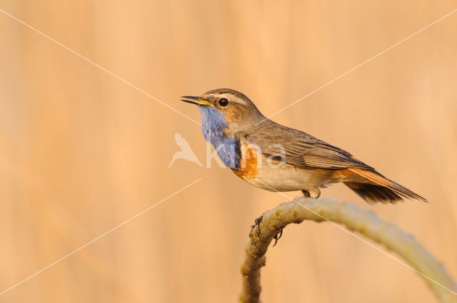 Blauwborst (Luscinia svecica)