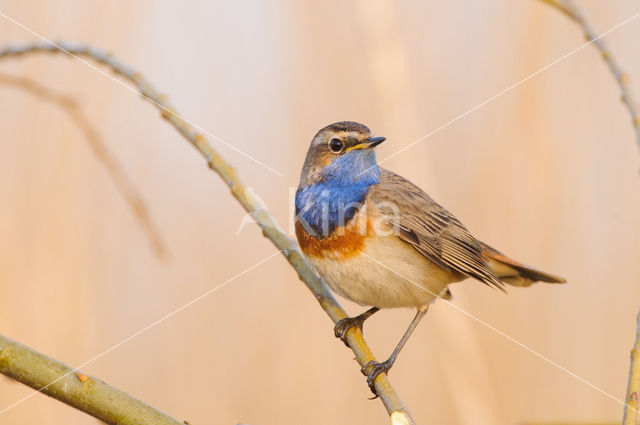 Bluethroat (Luscinia svecica)