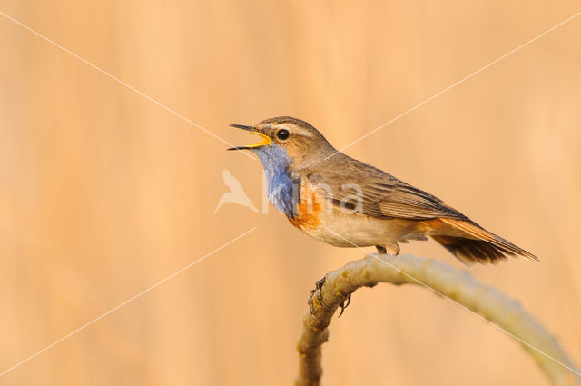 Bluethroat (Luscinia svecica)