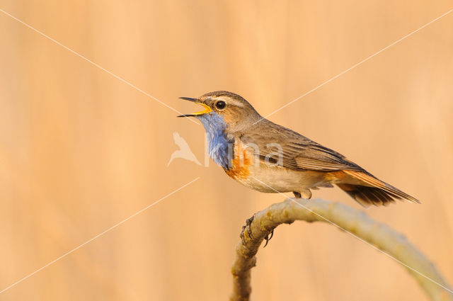 Blauwborst (Luscinia svecica)