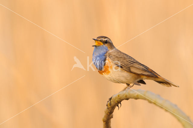 Blauwborst (Luscinia svecica)