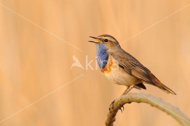 Blauwborst (Luscinia svecica)