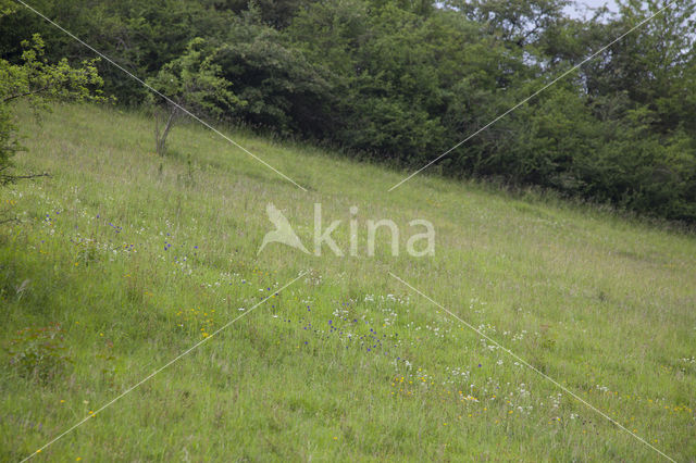 round-headed rampion (Phyteuma orbiculare)