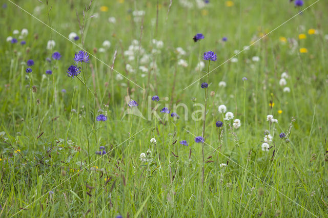 round-headed rampion (Phyteuma orbiculare)