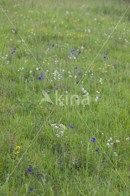 round-headed rampion (Phyteuma orbiculare)