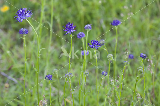 round-headed rampion (Phyteuma orbiculare)