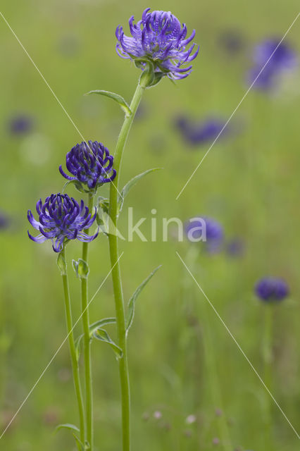 Bolrapunzel (Phyteuma orbiculare)