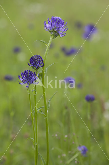 round-headed rampion (Phyteuma orbiculare)