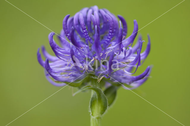 round-headed rampion (Phyteuma orbiculare)