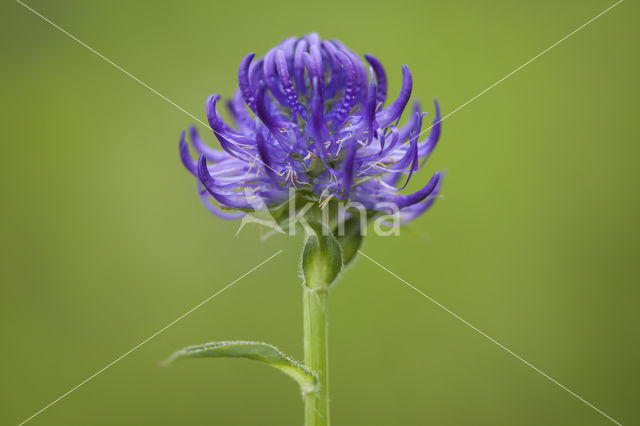 round-headed rampion (Phyteuma orbiculare)