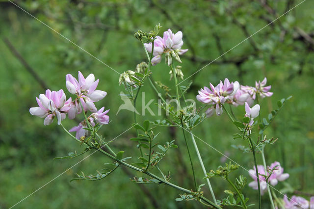 Crown Vetch (Securigera varia)