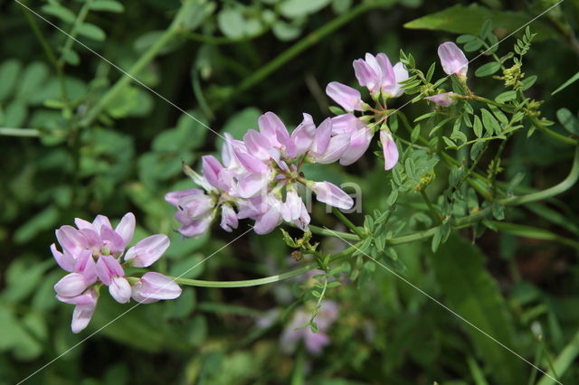 Crown Vetch (Securigera varia)