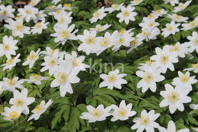 Bosanemoon (Anemone nemorosa)