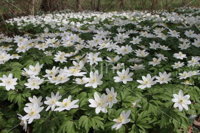 Bosanemoon (Anemone nemorosa)