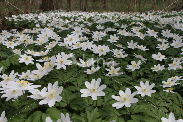 Bosanemoon (Anemone nemorosa)