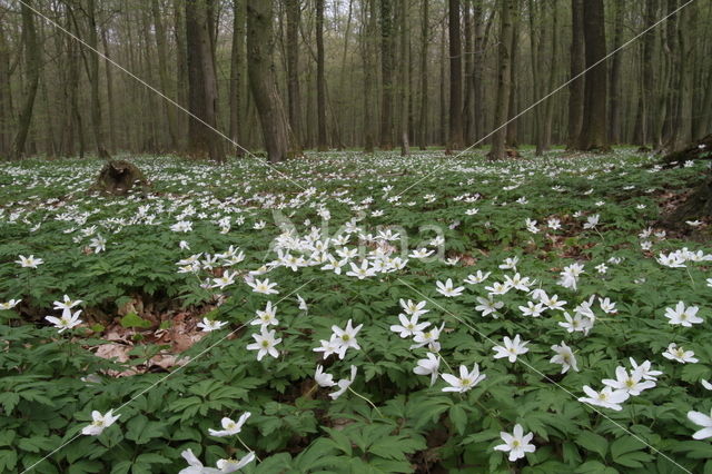 Bosanemoon (Anemone nemorosa)