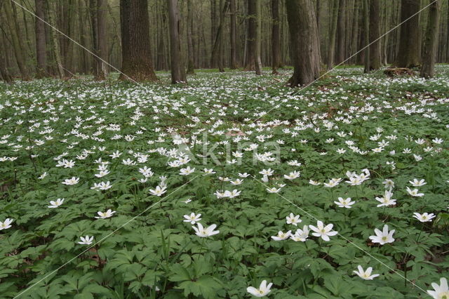 Bosanemoon (Anemone nemorosa)