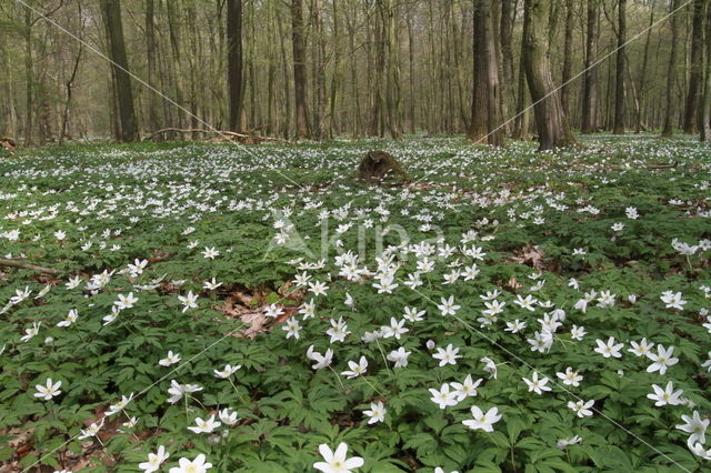 Wood Anemone (Anemone nemorosa)