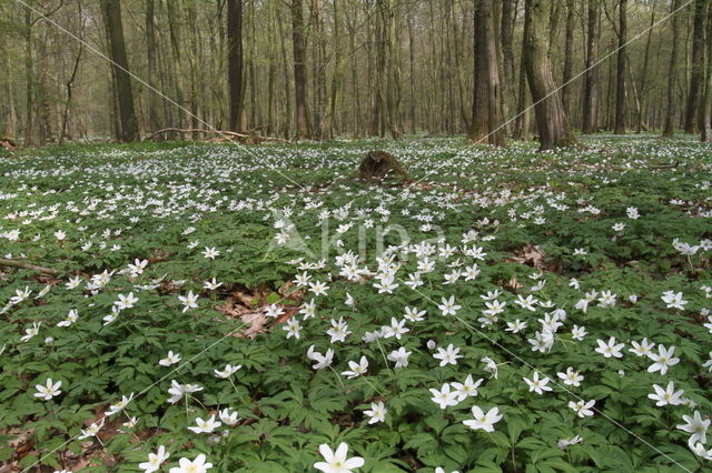 Bosanemoon (Anemone nemorosa)