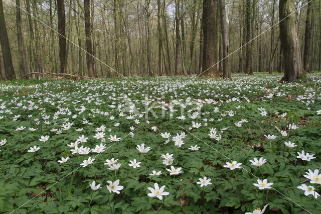 Bosanemoon (Anemone nemorosa)