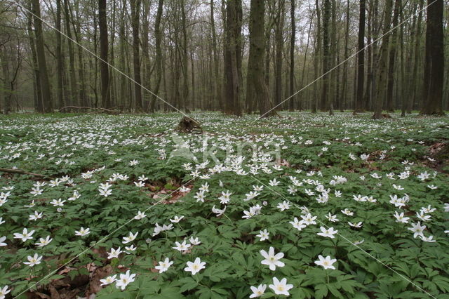 Bosanemoon (Anemone nemorosa)