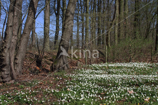 Bosanemoon (Anemone nemorosa)