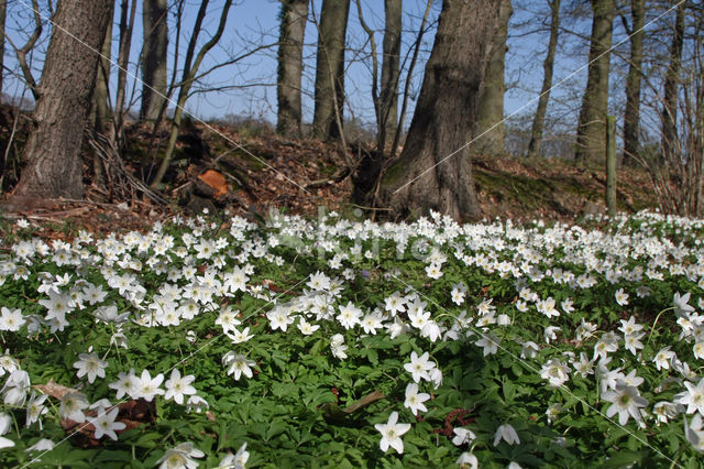 Wood Anemone (Anemone nemorosa)