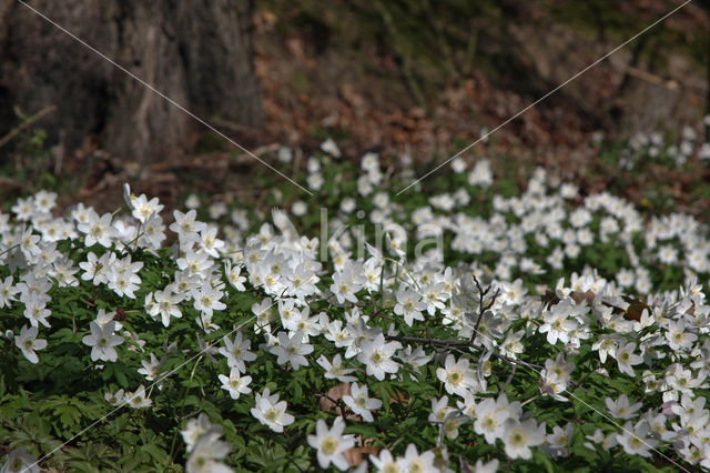 Wood Anemone (Anemone nemorosa)