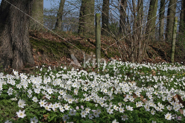 Wood Anemone (Anemone nemorosa)