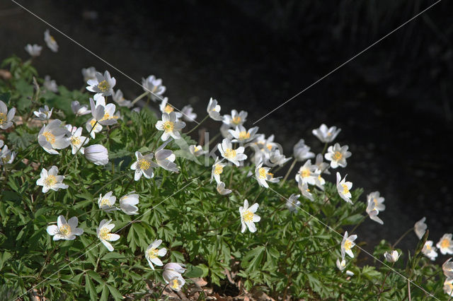 Bosanemoon (Anemone nemorosa)