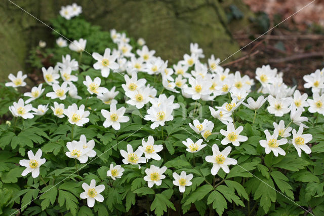 Wood Anemone (Anemone nemorosa)