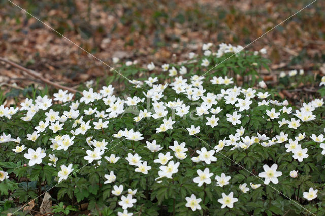 Wood Anemone (Anemone nemorosa)