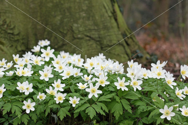 Bosanemoon (Anemone nemorosa)