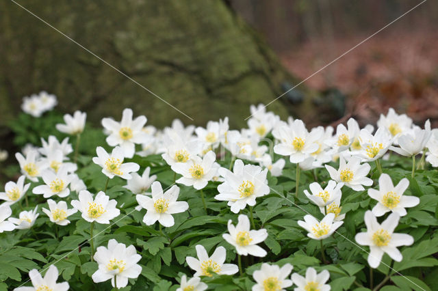 Bosanemoon (Anemone nemorosa)