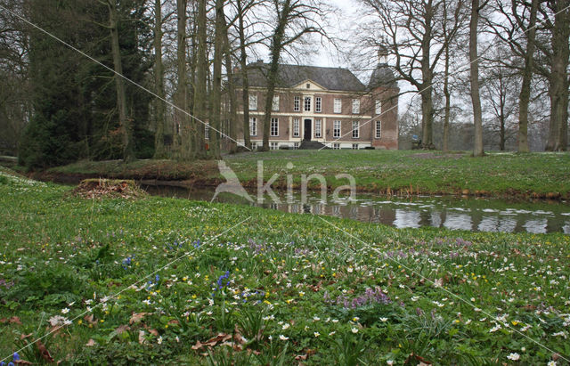 Bosanemoon (Anemone nemorosa)