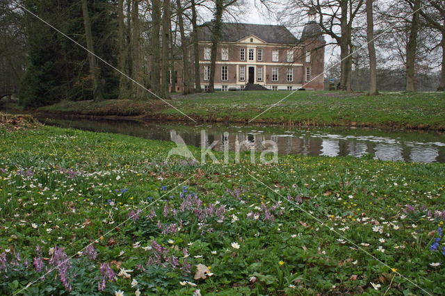 Bosanemoon (Anemone nemorosa)