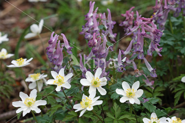 Wood Anemone (Anemone nemorosa)