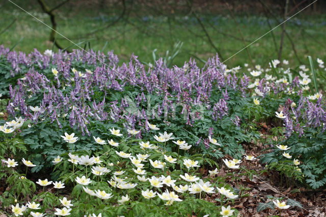 Bosanemoon (Anemone nemorosa)